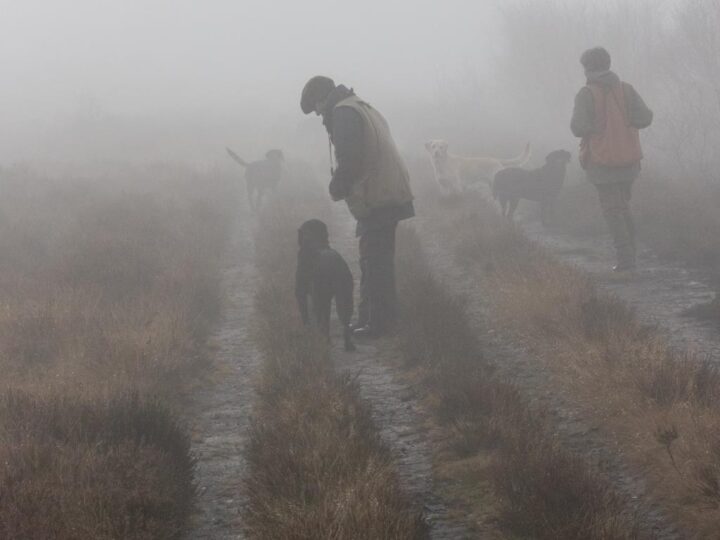 But whatever the weather - the dogs need their walk...