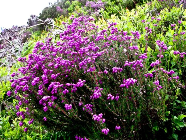 Bell heather has purple-pink flowers and is similar to cross-leaved heath.
