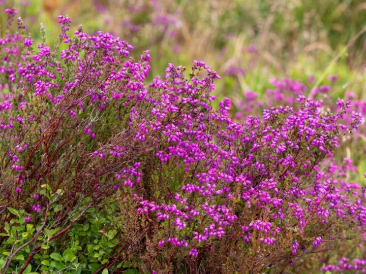 Bell heather carpets big areas that are acidic, dry and well drained.