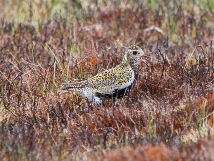 ...or the golden plover...