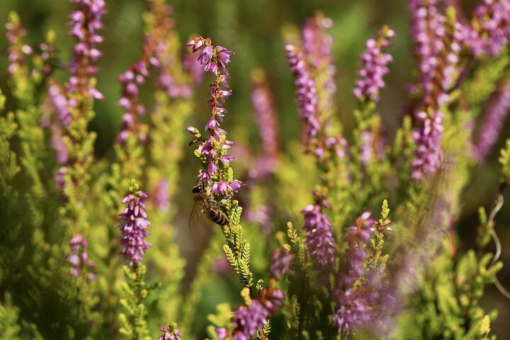 ...the bees collect nectar from heather,...
