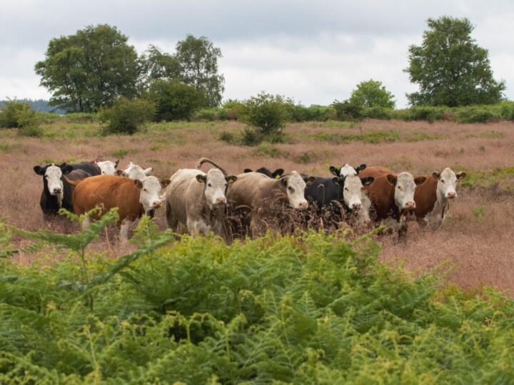 Mancherorts ist die Glockenheide gefährdet durch invasives Pfeiffengras oder Farn - was die Rinder gar nicht kümmert!