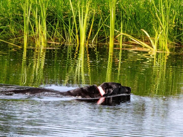 Sommer 2022 war einer der wärmsten je in England. Toll, dass die Hunde im "eigenen" Teich abkühlen konnten.