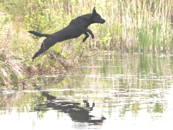Also dogs are flying into the pond - either black...