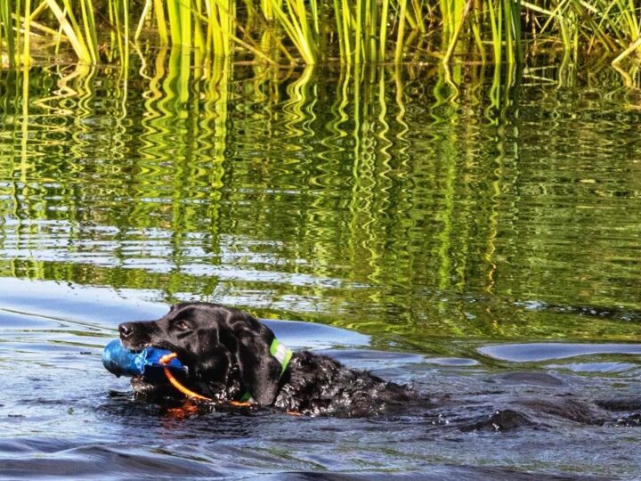 Sommer 2022 war einer der wärmsten je in England. Toll, dass die Hunde im "eigenen" Teich abkühlen konnten.