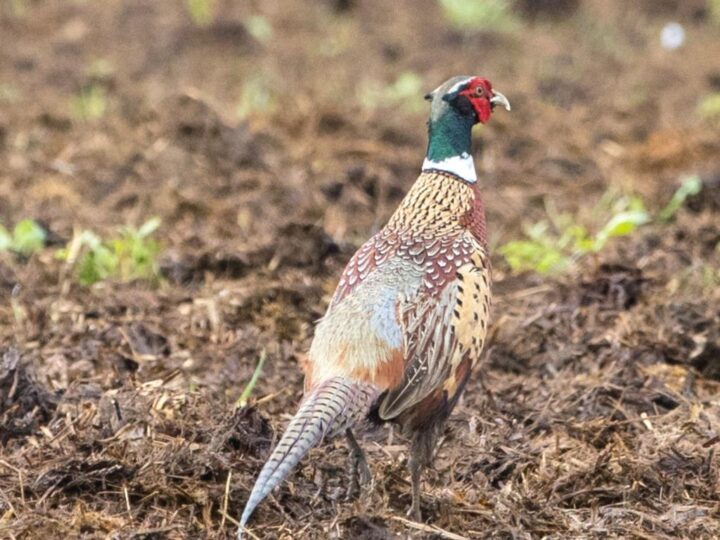 A lot of pheasants "survived" the shooting season. They have no restrictions and food everywhere.