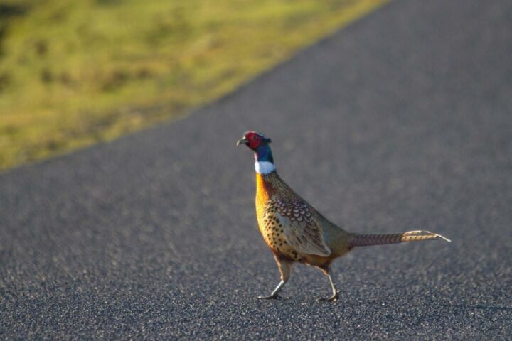 ...but pheasants feel at home... 