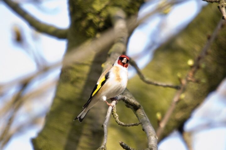 It not only does attract small birds (as goldfinches)....