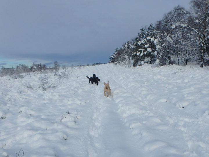 "Walking in a white winter wonderland"!