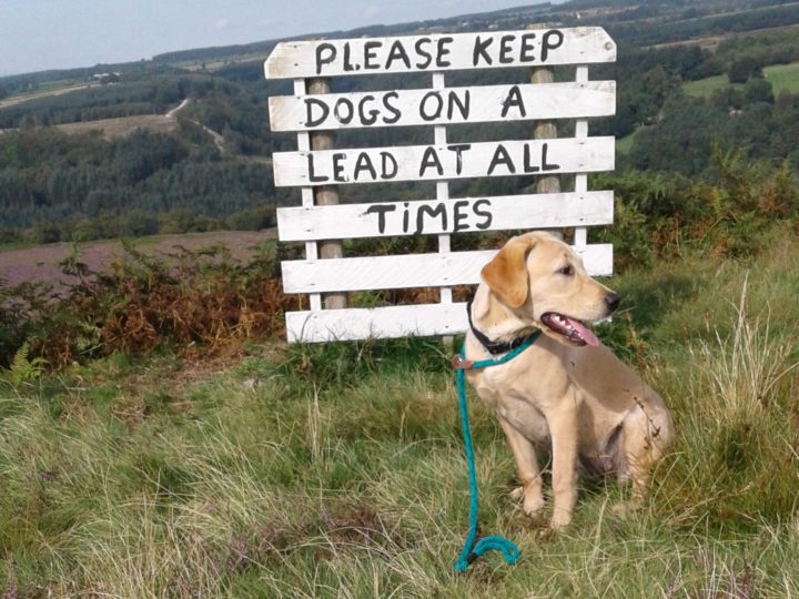 Nur bitte, was soll denn dieses Schild mit dem Hinweis, Hunde immer anzuleinen?