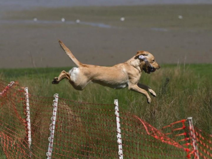 ...jumping over sheep fences.