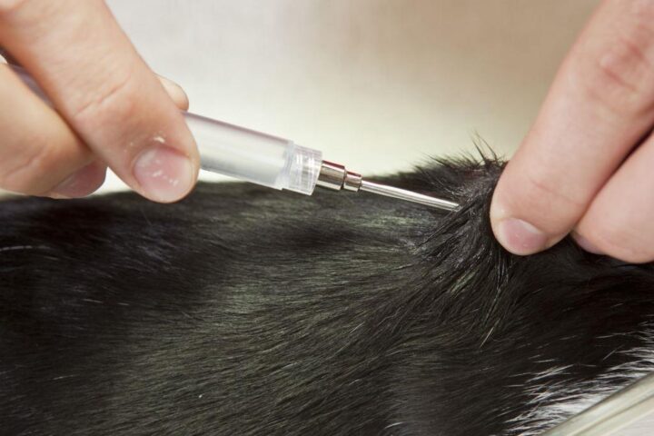 Der Hund muss zuerst einen Microchip haben und danach gegen Tollwut geimpft werden.