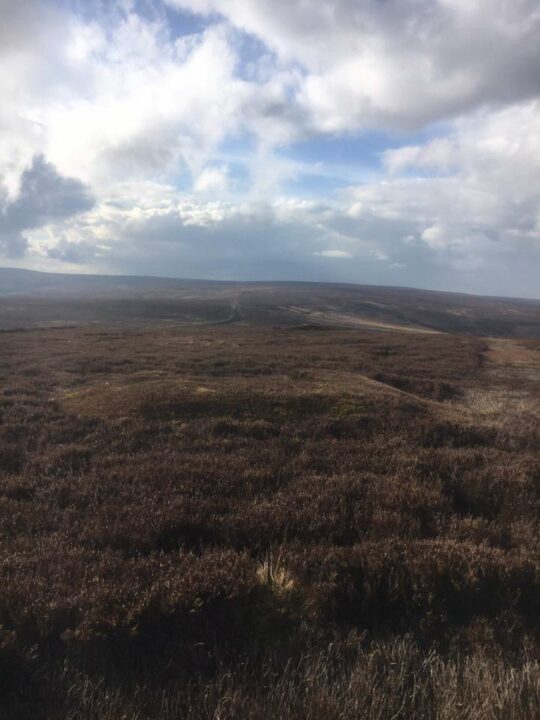 The wide-open moors in the UK only look that way because they have been actively maintained for hundreds of years. 