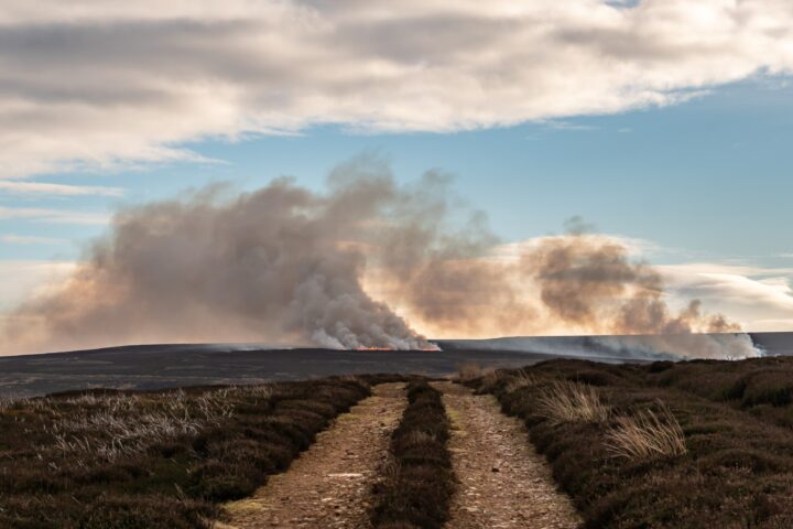 Diesen Monat habe ich schon mehrere Male Rauchschwaden in den Moors gesehen – entstanden durch das Verbrennen von Heide.