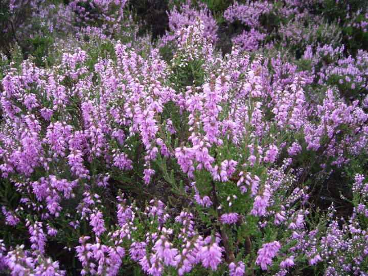 The most common is Ling Heather that grows in wetter areas and appears in greater numbers.