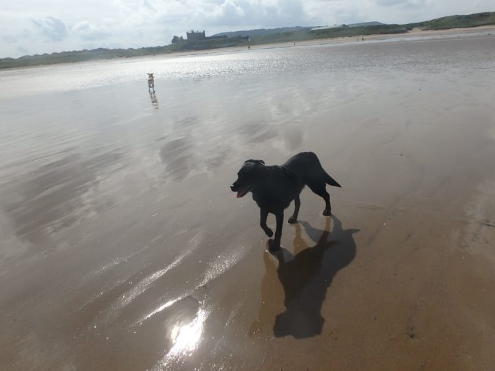 For the first time Fake is allowed to visit together with Tara the beach at Redcar...