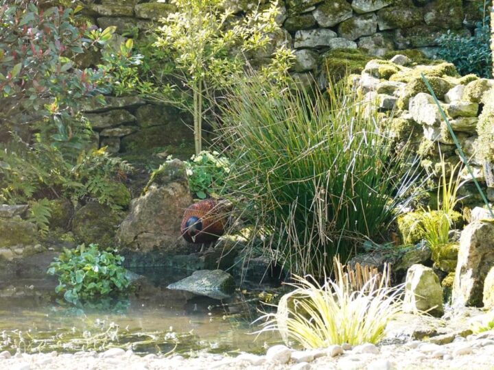 ...and enjoy the pond (pheasant).