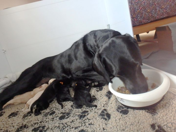 Not only the puppies also Zoe needs some feeding.