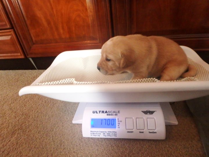 Every day's procedure: In the first few weeks, the weighing scales are a great asset.
