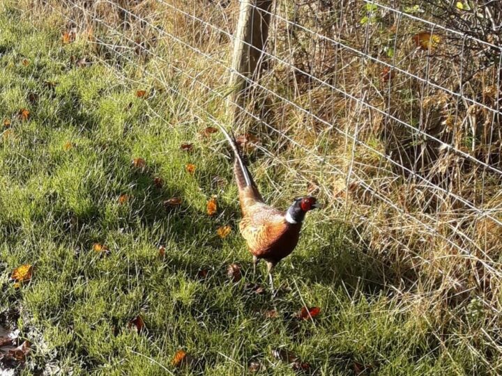The pheasant cock fits perfect to the ground...