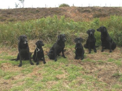Already 15 weeks have passed and just before our two "girlies" become 4 months old - here the 1st "family photo": f.l.t.r.: Cap, Duffy, Tara, Dido, Ace & Swift. 