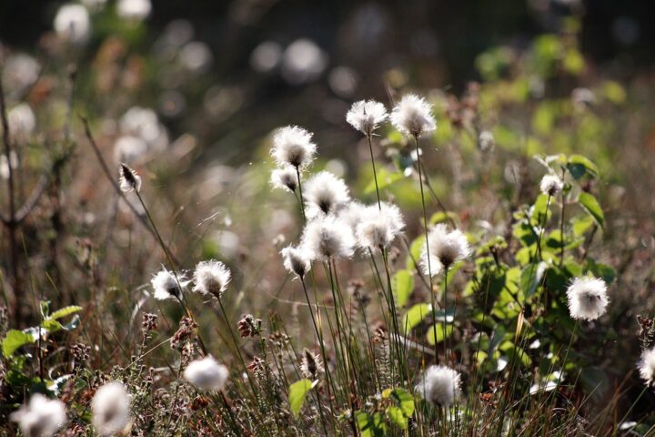 ...and the cotton grass is in flower!