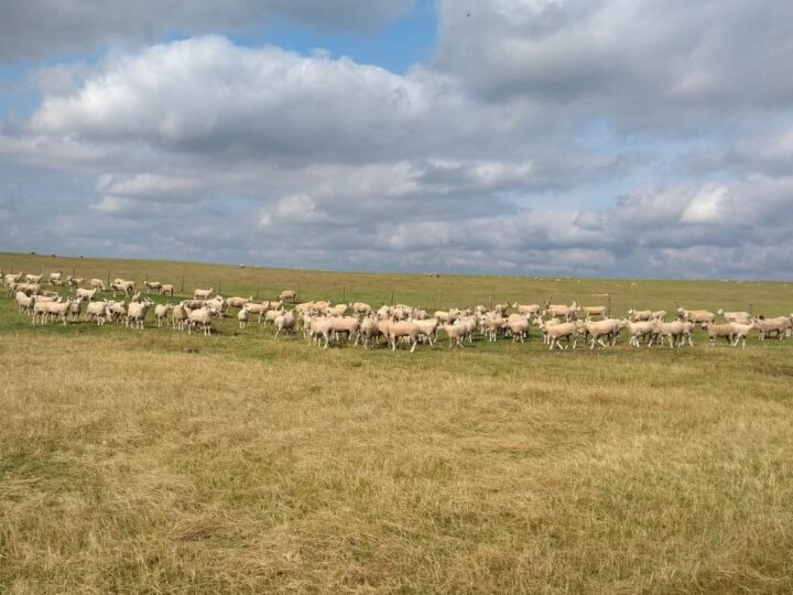 ...suchen hier die frischgeschorenen Schafe nach saftigem Gras!
