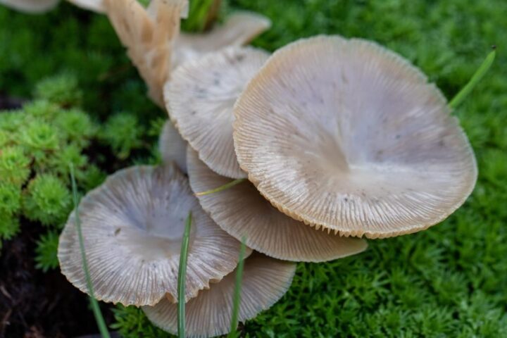 Beneficiaries of the rain are first and foremost fungi...