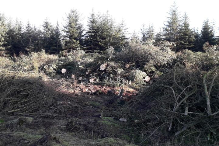 Trees being brought down not only by the gales but also by harvesting timber.
