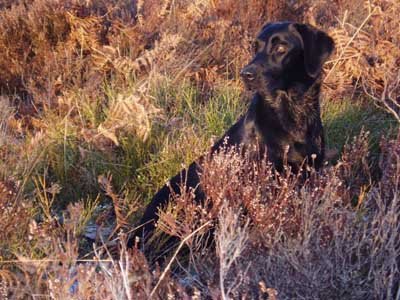 In the meantime she is bigger than Shan and she enjoys the moors. She hunts like an experienced dog in heather and fern and thank God she reacts on the stop-whistle! (picture January 2004). 