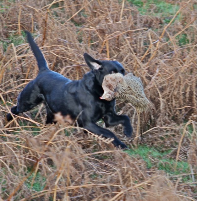 Während der Jagdsasions sammelt Swift immer mehr Erfahrung, so dass sie neben Cap unser "Top-Picking-up"-Hund wird!

