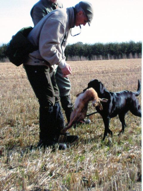 Retrieving a hare at an Open field trial in 2009 isn't a problem for her,... 