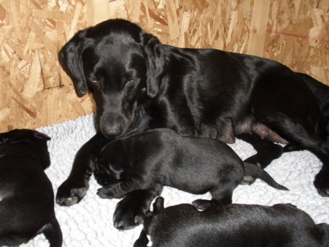 On the 20th of March 2009 Tara gives birth to 4 healty pups, the Lockthorn I-litter.