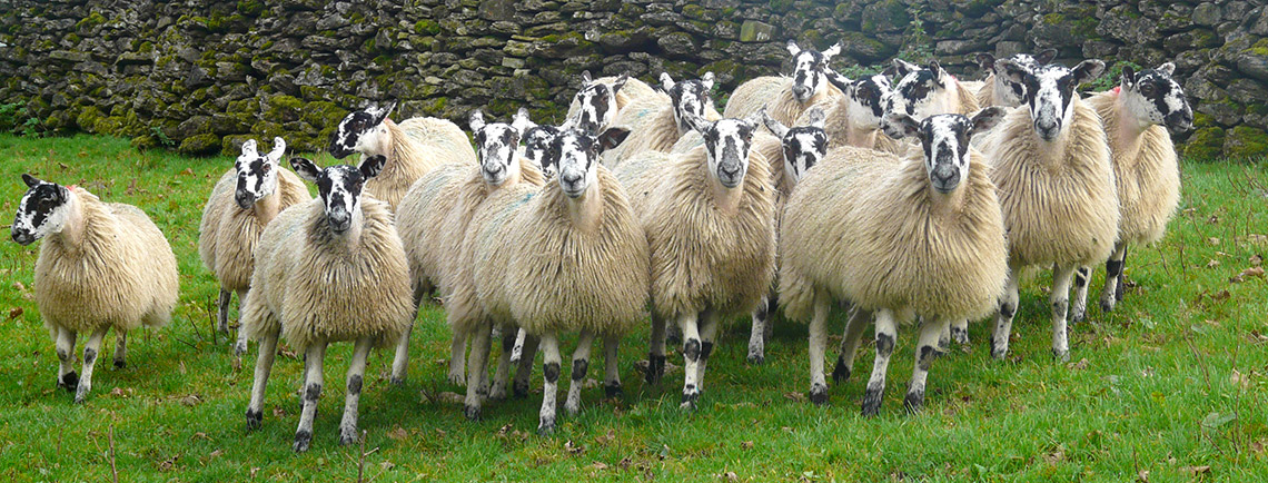 whitethorn-sheeps