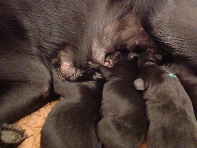 Ziva (the bitch with the lightblue spot) was born on the 27th of February 2013 at 00.40 a.m. as second bitch (and the last) out of nine pups (8 survived). With 355 gr her weight was quite good.